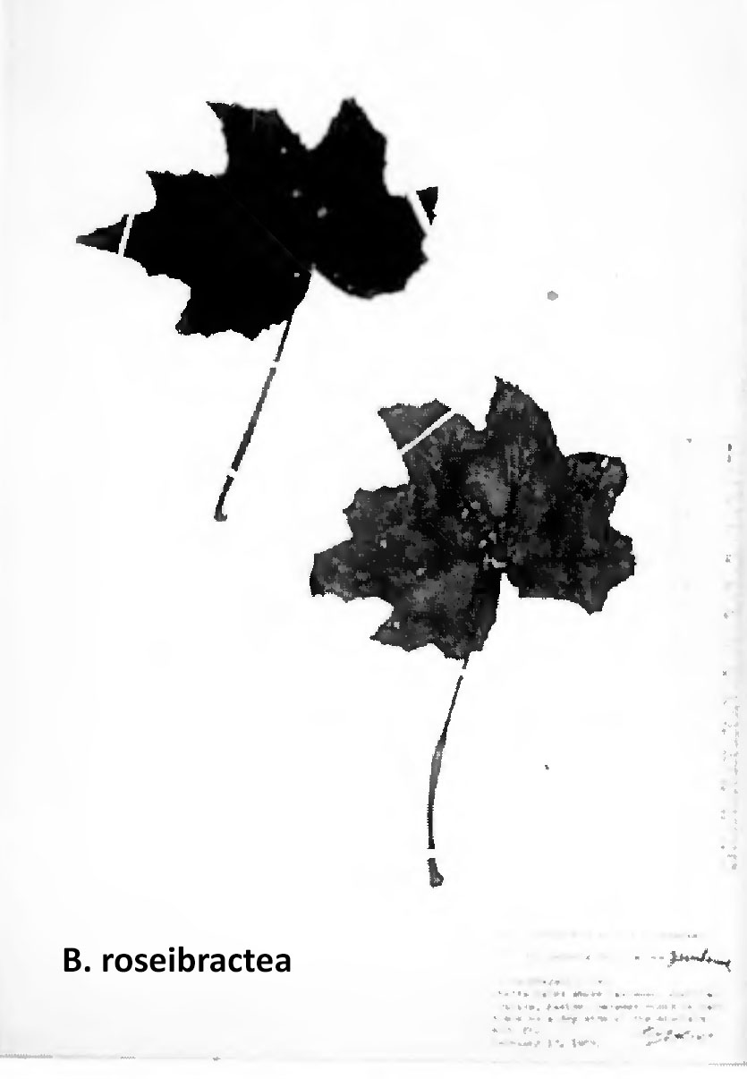 B. roseibractea
